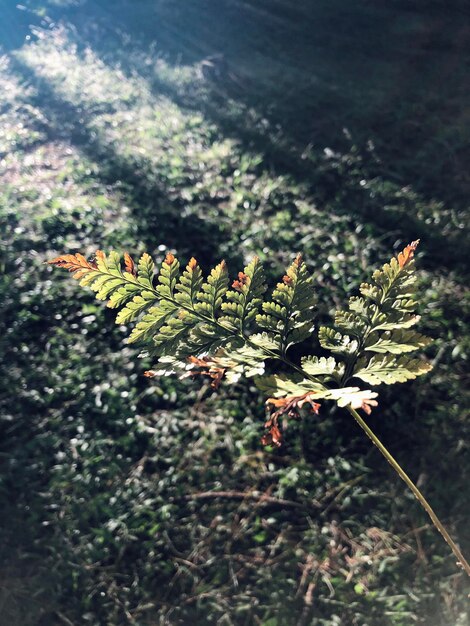 Photo high angle view of flowers on tree