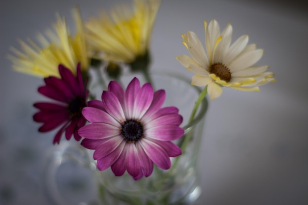 high angle view of flowers in vase on table