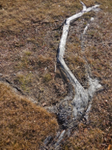 Foto vista ad alta angolazione dell'acqua che scorre nella foresta