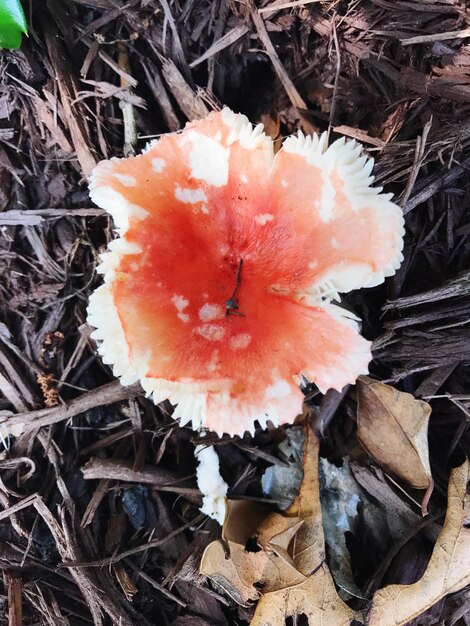 High angle view of fly agaric mushroom