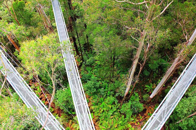 Foto vista ad alta angolazione del ponte pedonale dagli alberi nella foresta