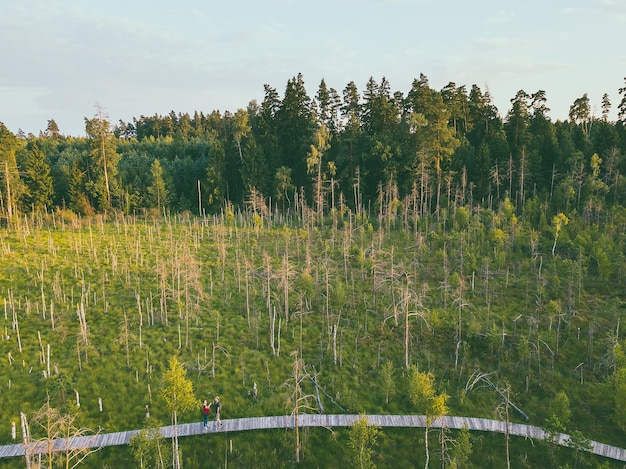 Foto vista ad alto angolo del ponte pedonale dagli alberi