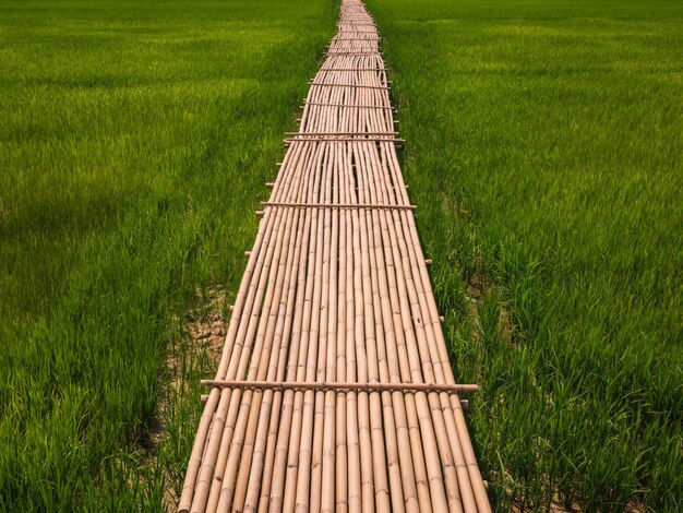 High angle view of footpath amidst field