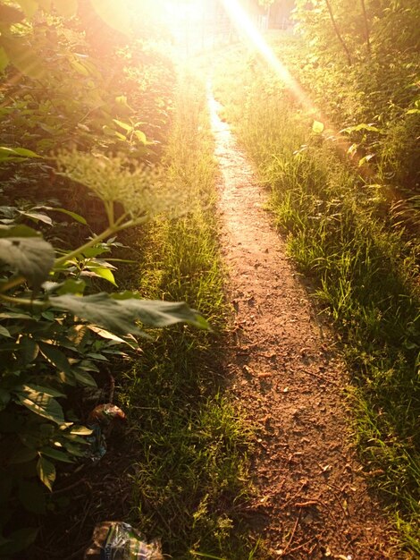 Photo high angle view of footpath amidst plants at sunset