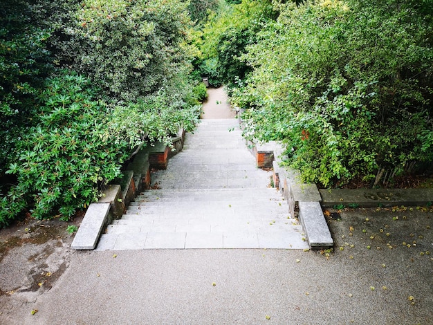 High angle view of footpath amidst trees