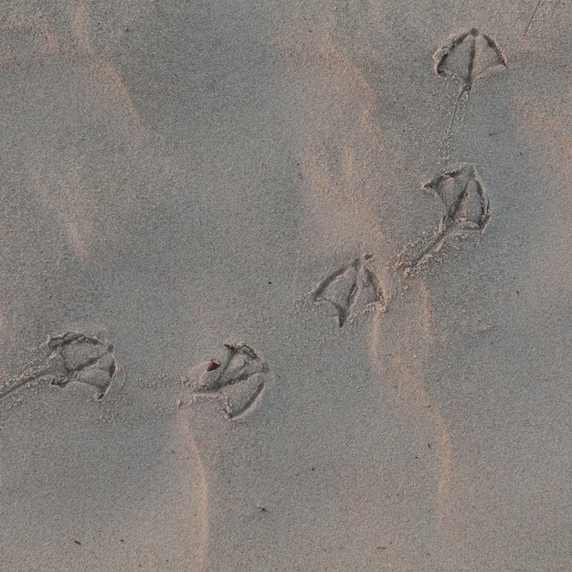 Foto vista ad alto angolo delle impronte sulla sabbia della spiaggia