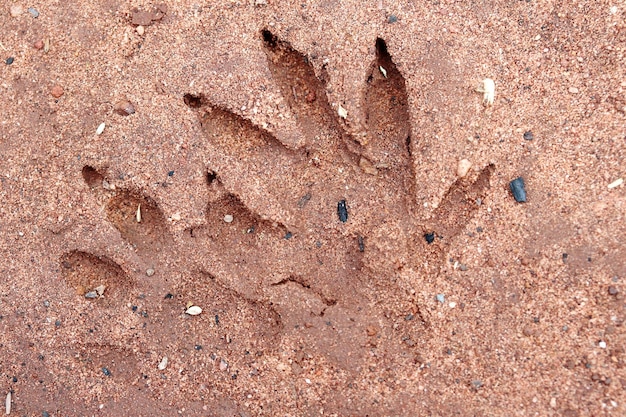 High angle view of footprints on sand