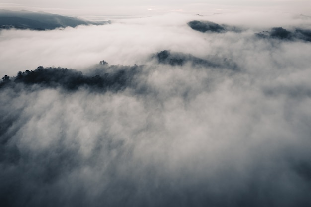 High angle view of the forest and fog in the morning,Above