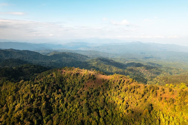 High angle view of forest and mountains in summertrees and forest in the evening