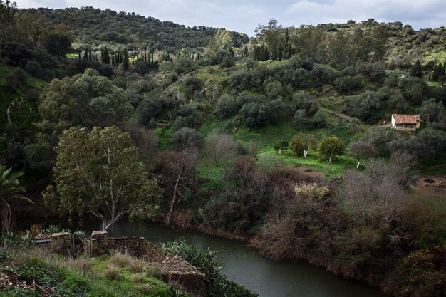 Foto vista ad alto angolo della foresta