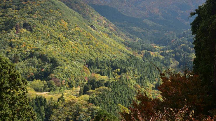 Photo high angle view of forest