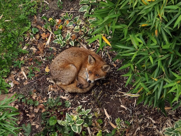 陸上のキツネの高角度の眺め