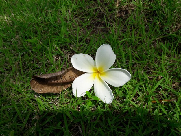 High angle view of frangipani blooming on field