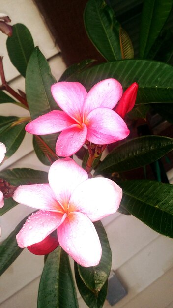 High angle view of frangipani blooming on plant