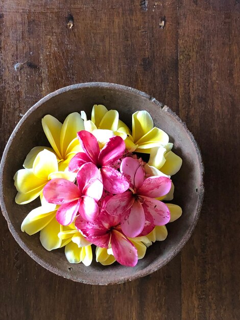 High angle view of frangipani on table