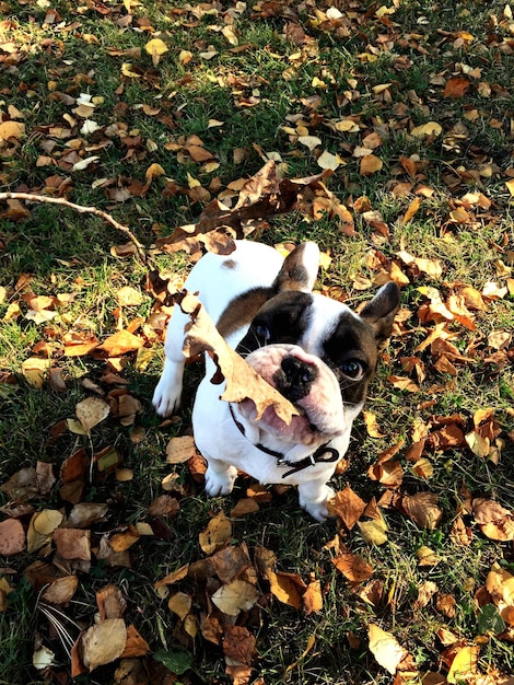 Photo high angle view of french bulldog carrying leaf in mouth standing on field