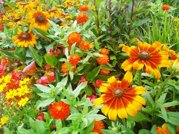 High angle view of fresh flowers blooming in garden