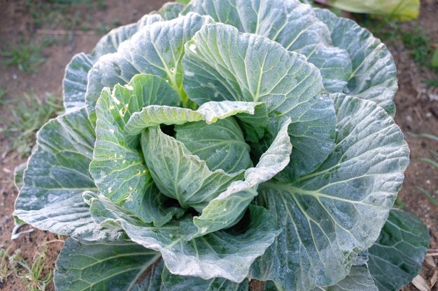 High angle view of fresh green leaf