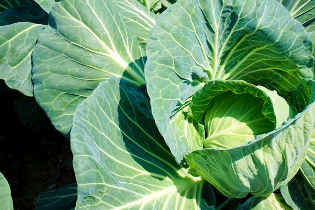 Photo high angle view of fresh green leaf