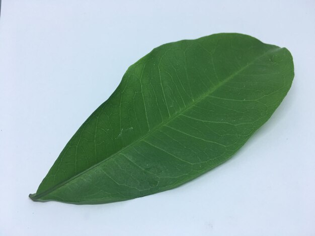 High angle view of fresh green leaves against white background