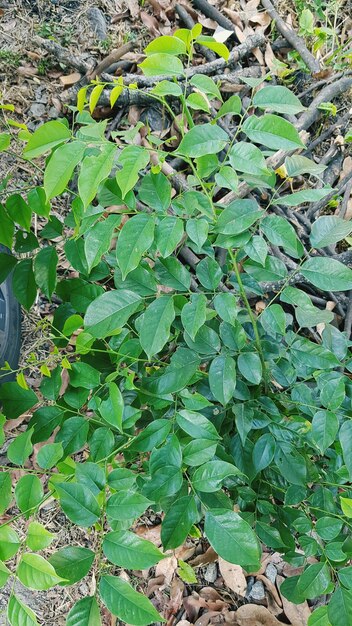 High angle view of fresh green leaves on field