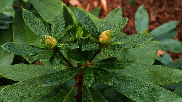 High angle view of fresh green leaves on plant