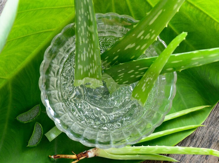 High angle view of fresh green leaves on plant