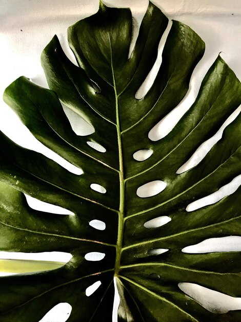 Photo high angle view of fresh green leaves