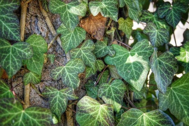 High angle view of fresh green leaves