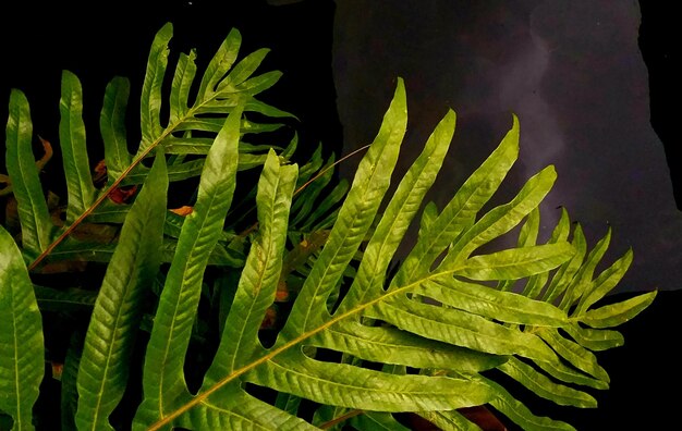 Photo high angle view of fresh green plant