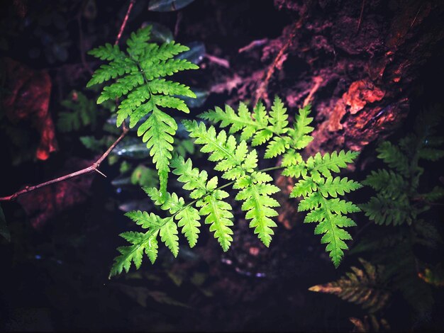 High angle view of fresh green plant