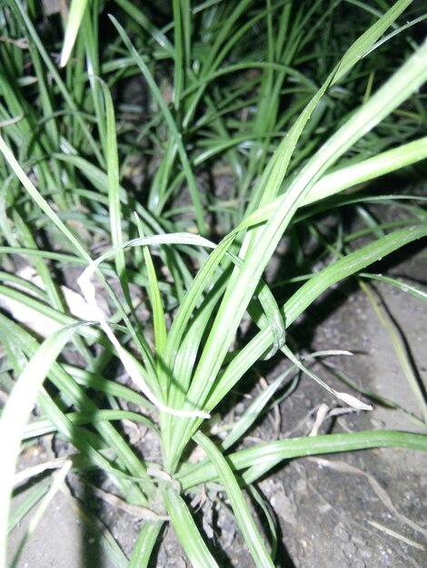 High angle view of fresh green plant