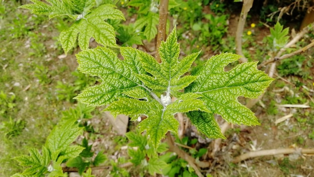 High angle view of fresh green plant