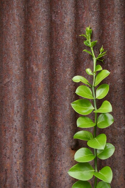 Photo high angle view of fresh green plant