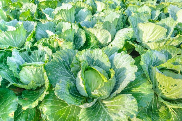 High angle view of fresh green plants