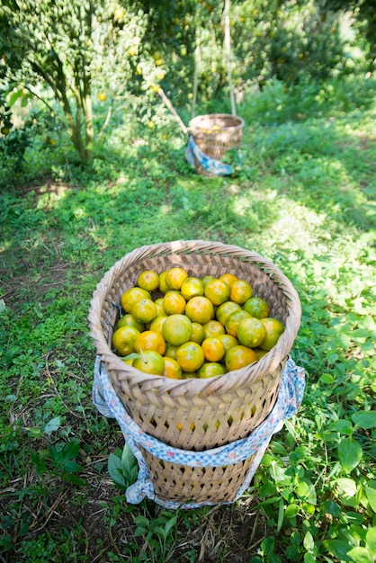 Foto vista ad alta angolazione di arance fresche in cesto sul campo