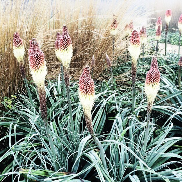 High angle view of fresh torch lily blooming in field