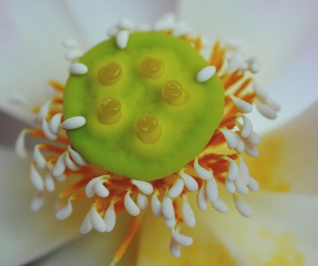 Photo high angle view of fresh white flower in plate