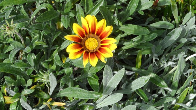 High angle view of fresh yellow flower blooming in park