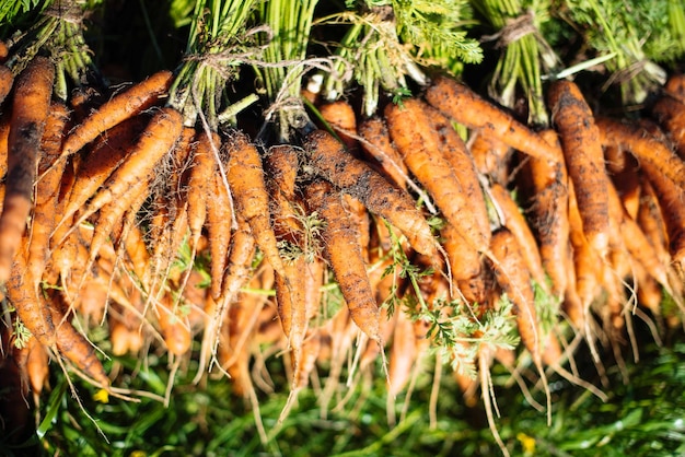 Foto vista ad alta angolazione di carote appena raccolte sul campo