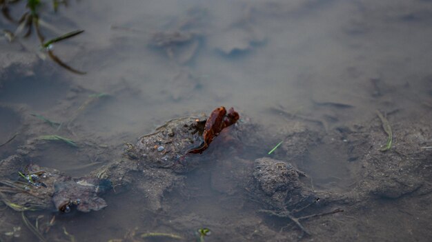 Photo high angle view of frog on beach