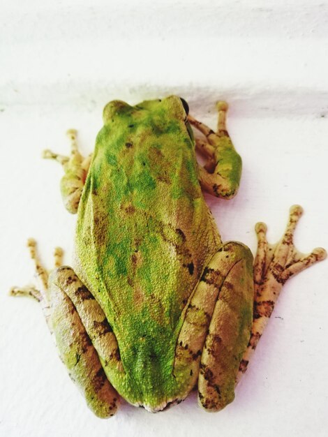 Photo high angle view of frog on footpath