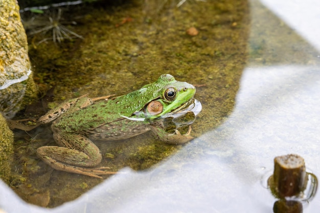 High angle view of frog in lake