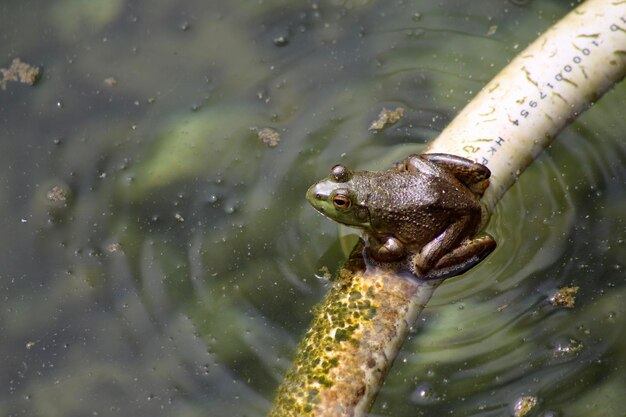 湖のカエルを高角度で見る