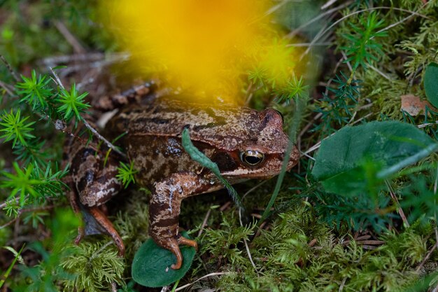 High angle view of frog on land