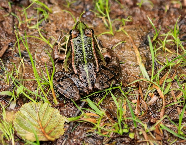 陸上のカエルを高角度で見る