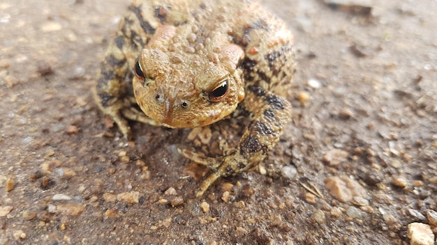 屋外のカエルを高角度で見る