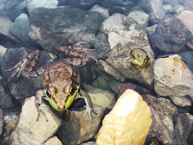 Foto vista ad alta angolazione della rana sulla roccia