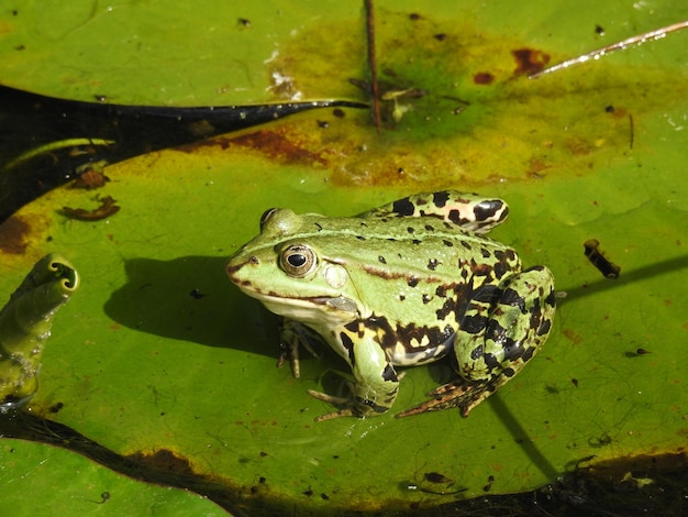 湖で泳ぐカエルを高角度で眺める