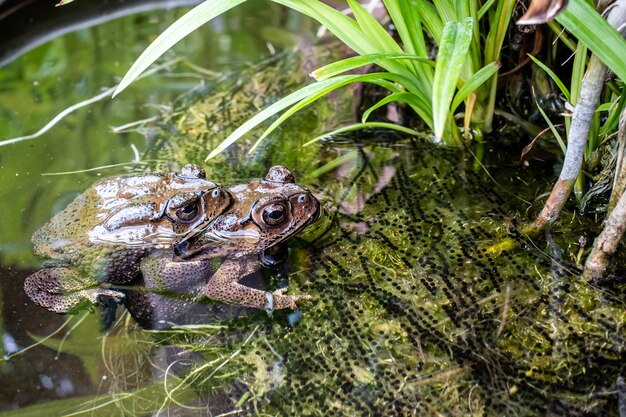 Photo high angle view of frog swimming in lake